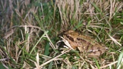 20150930_172209 Little frog in the garden.jpg